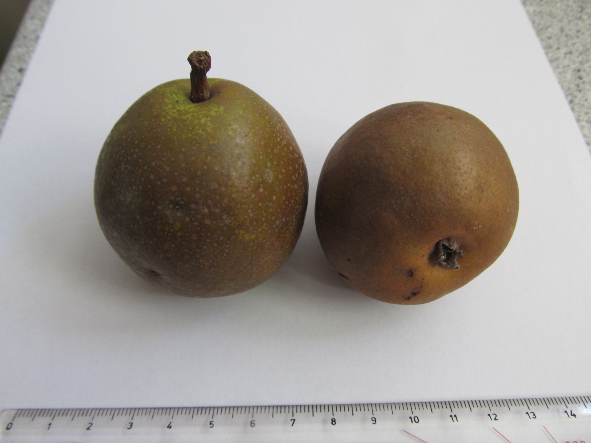 Plody hrušňového semenáče na Boží skále