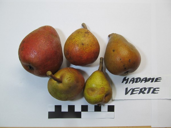 Madame Verté (HMA002)