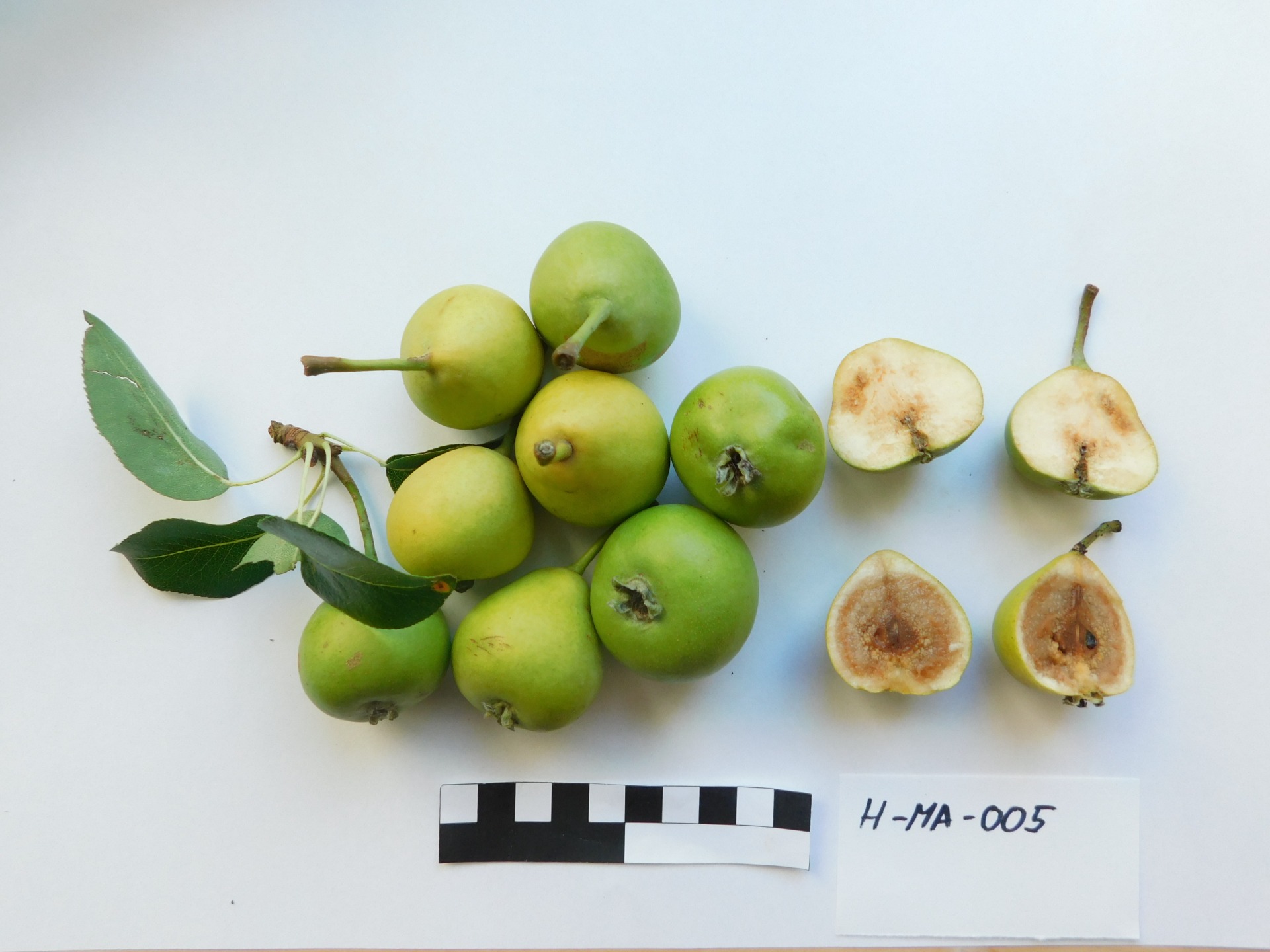 Hnilička z Pohoří (HMA005)