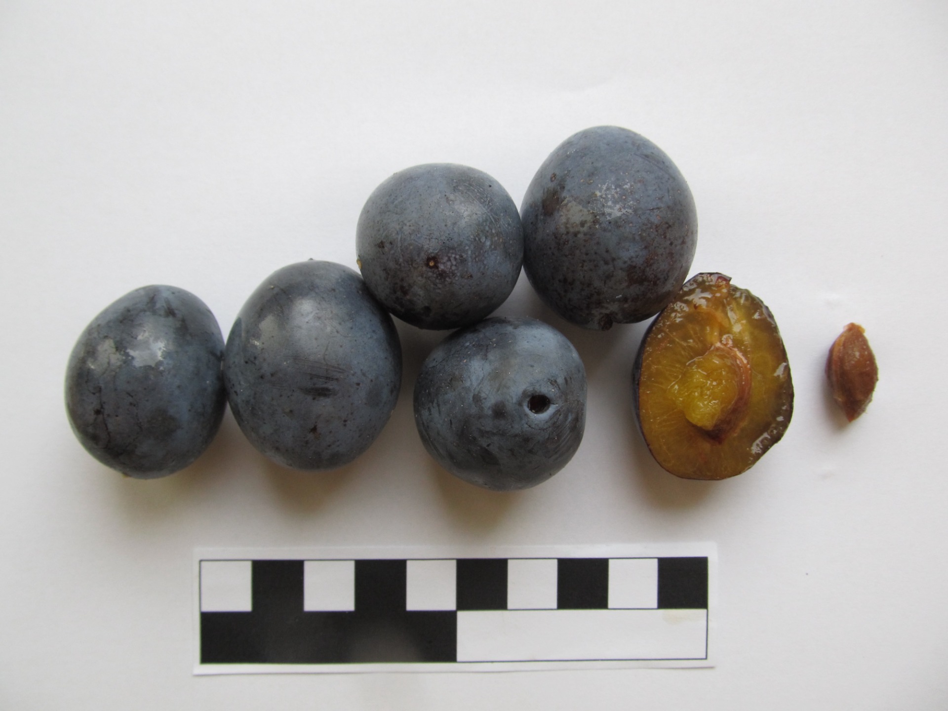 Černošická (SMA001)