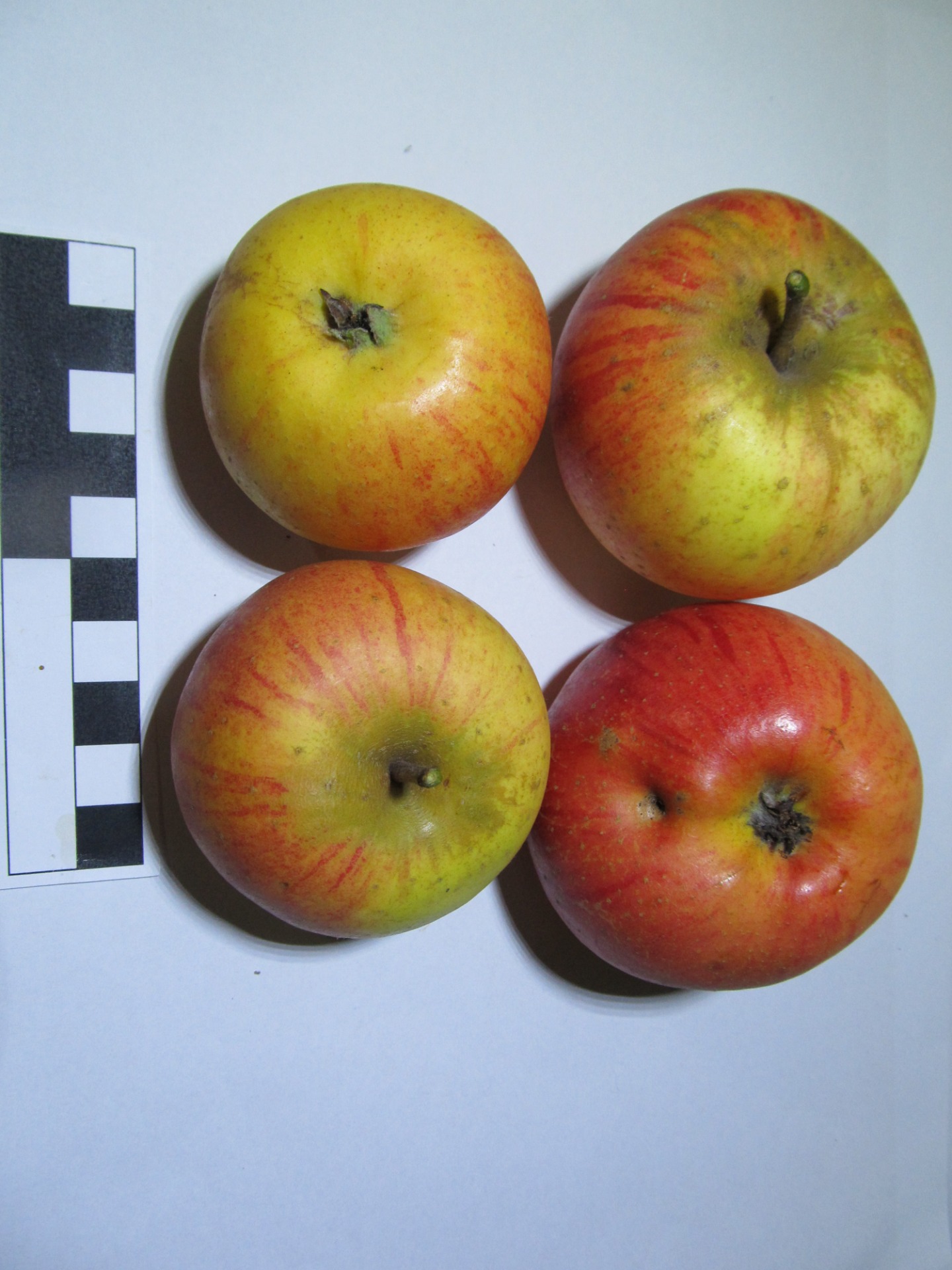 Harbertova reneta (JMA002)