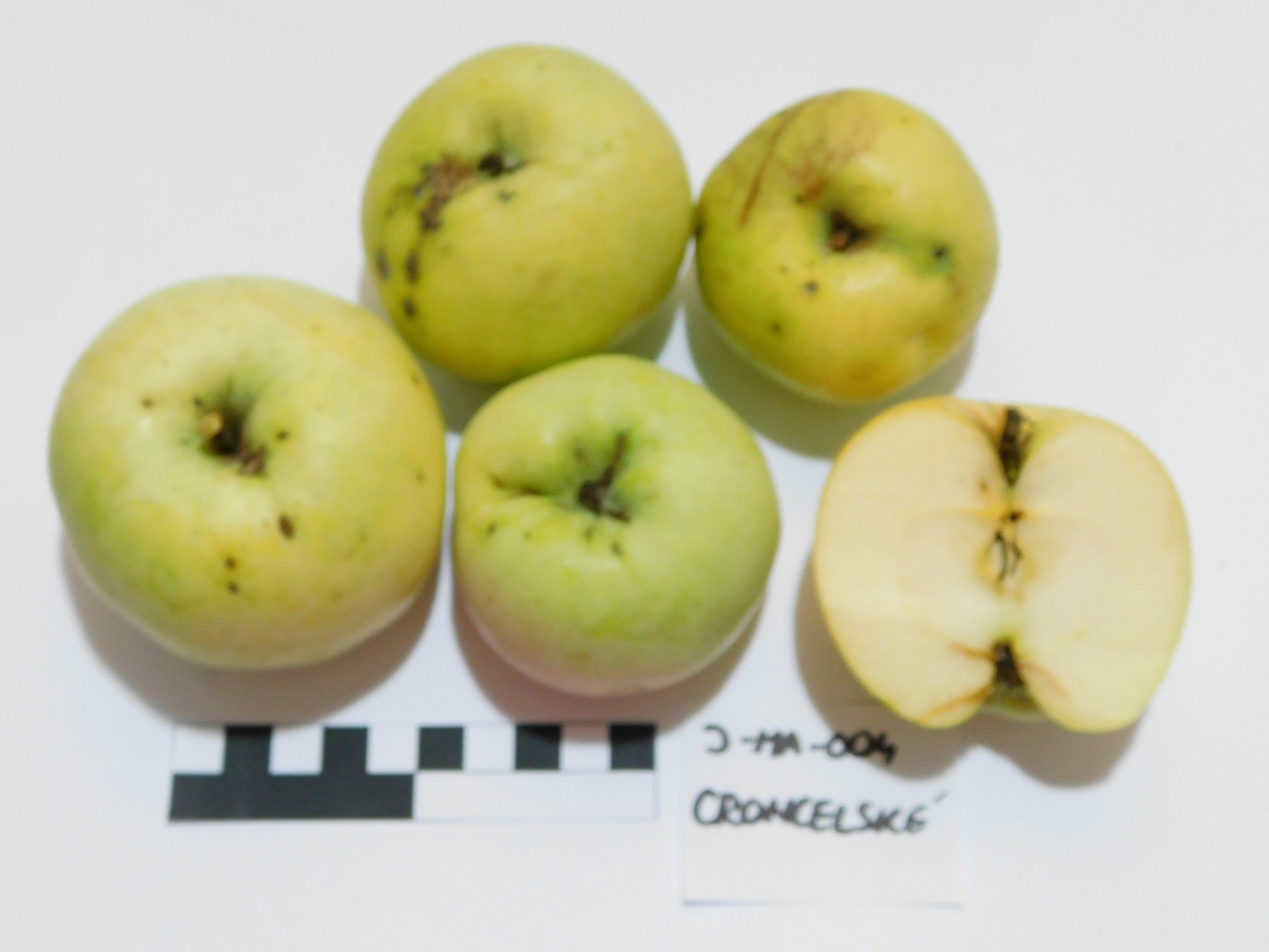 Croncelské (JMA004)