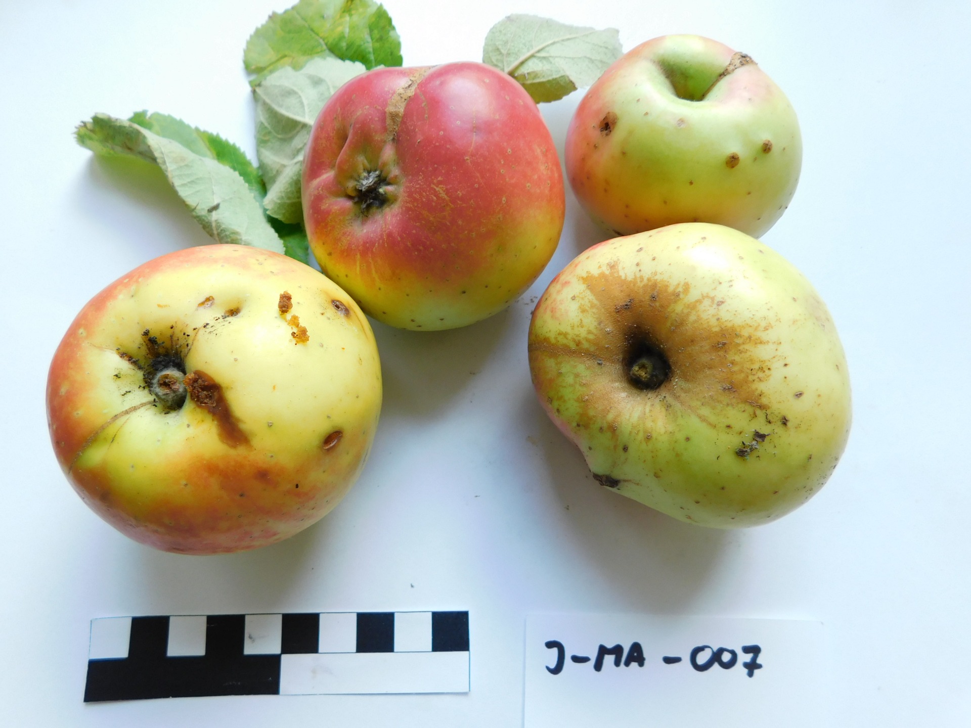 Vejlímek žlutý (JMA007)