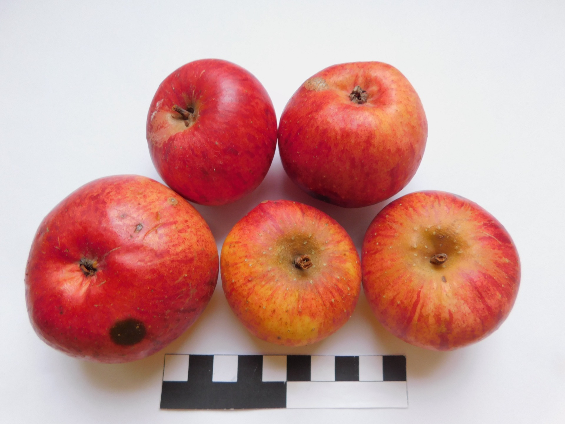 Košíkové (JMA008)