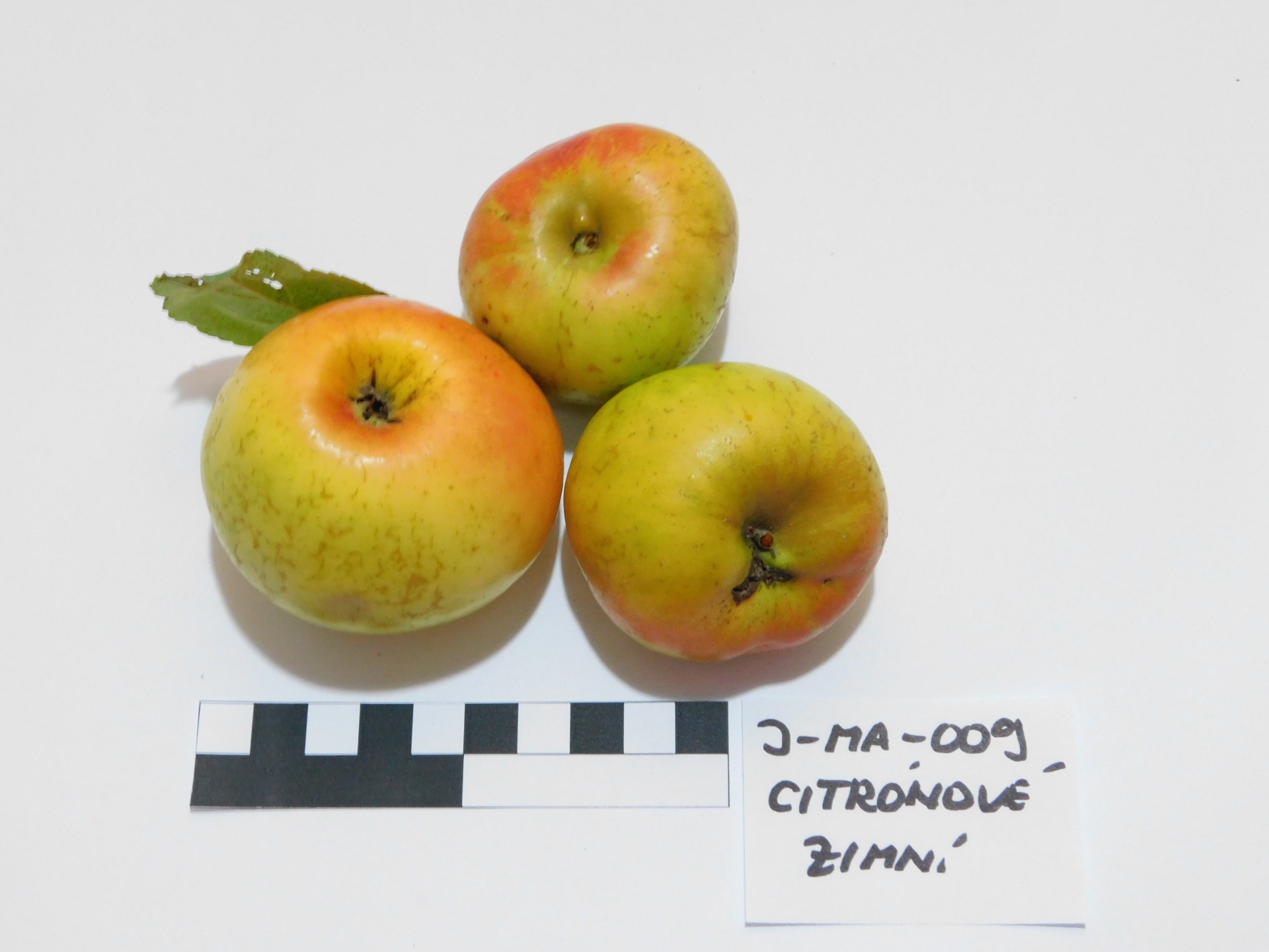 Citrónové zimní (JMA009)