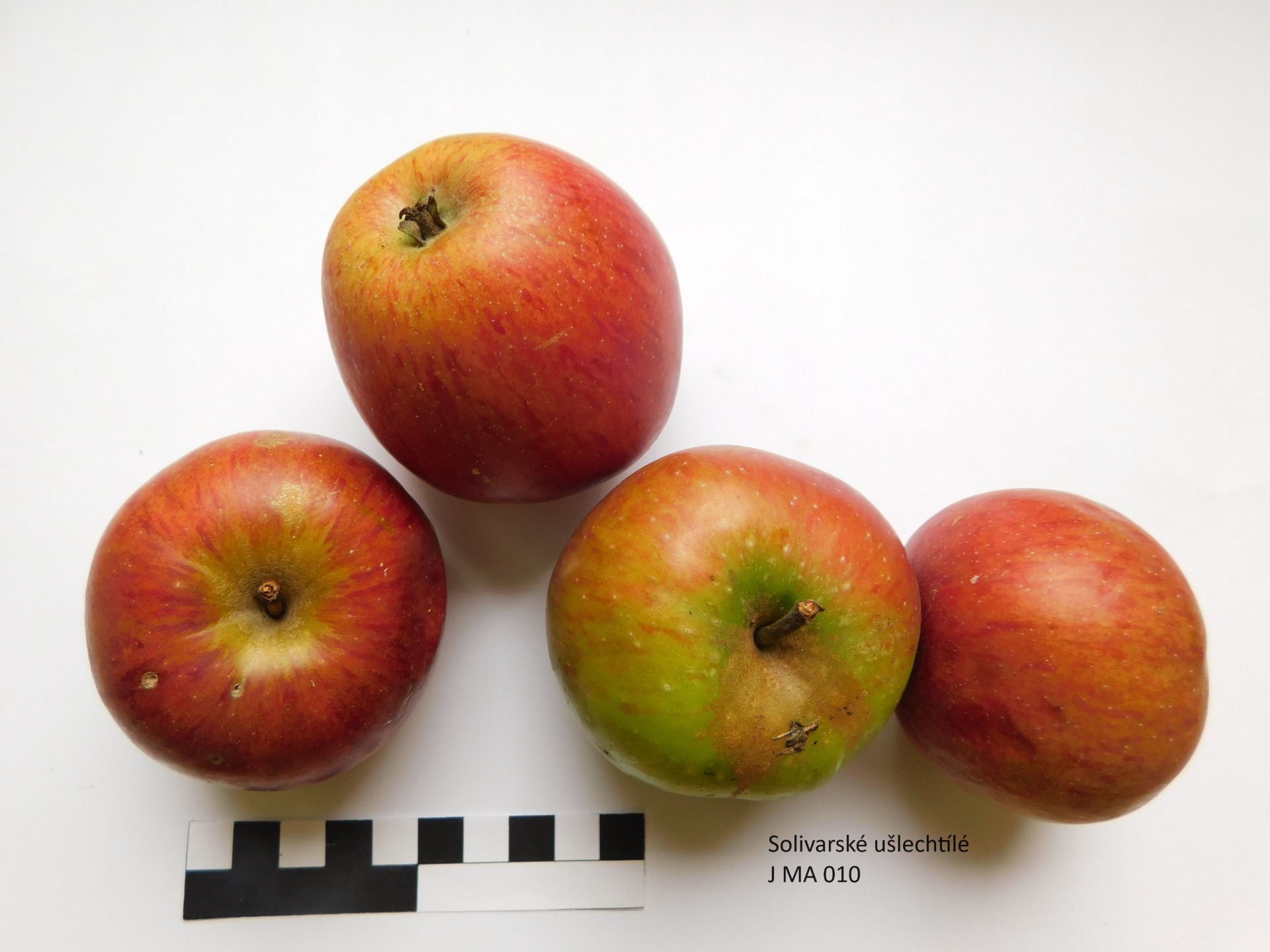 Solivarské ušlechtilé (JMA010)