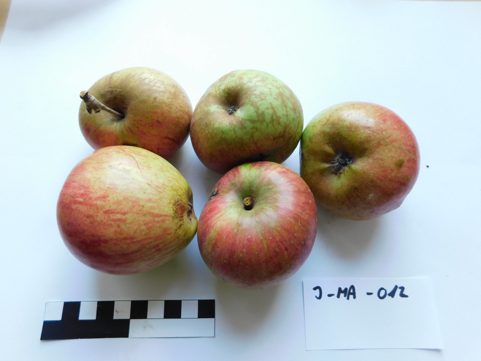 Schmitbergerovo (JMA012)