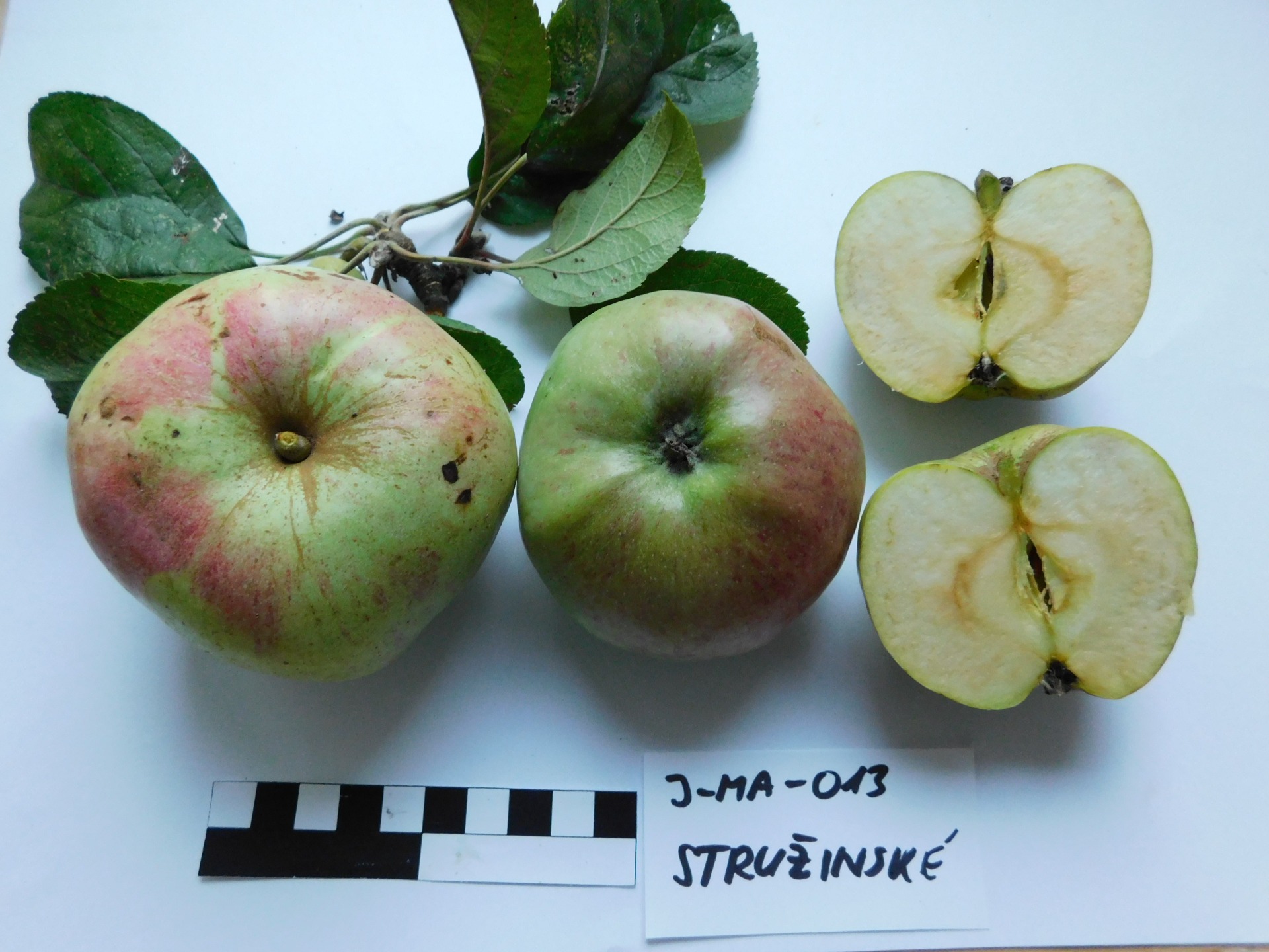 Stružinské (JMA013)