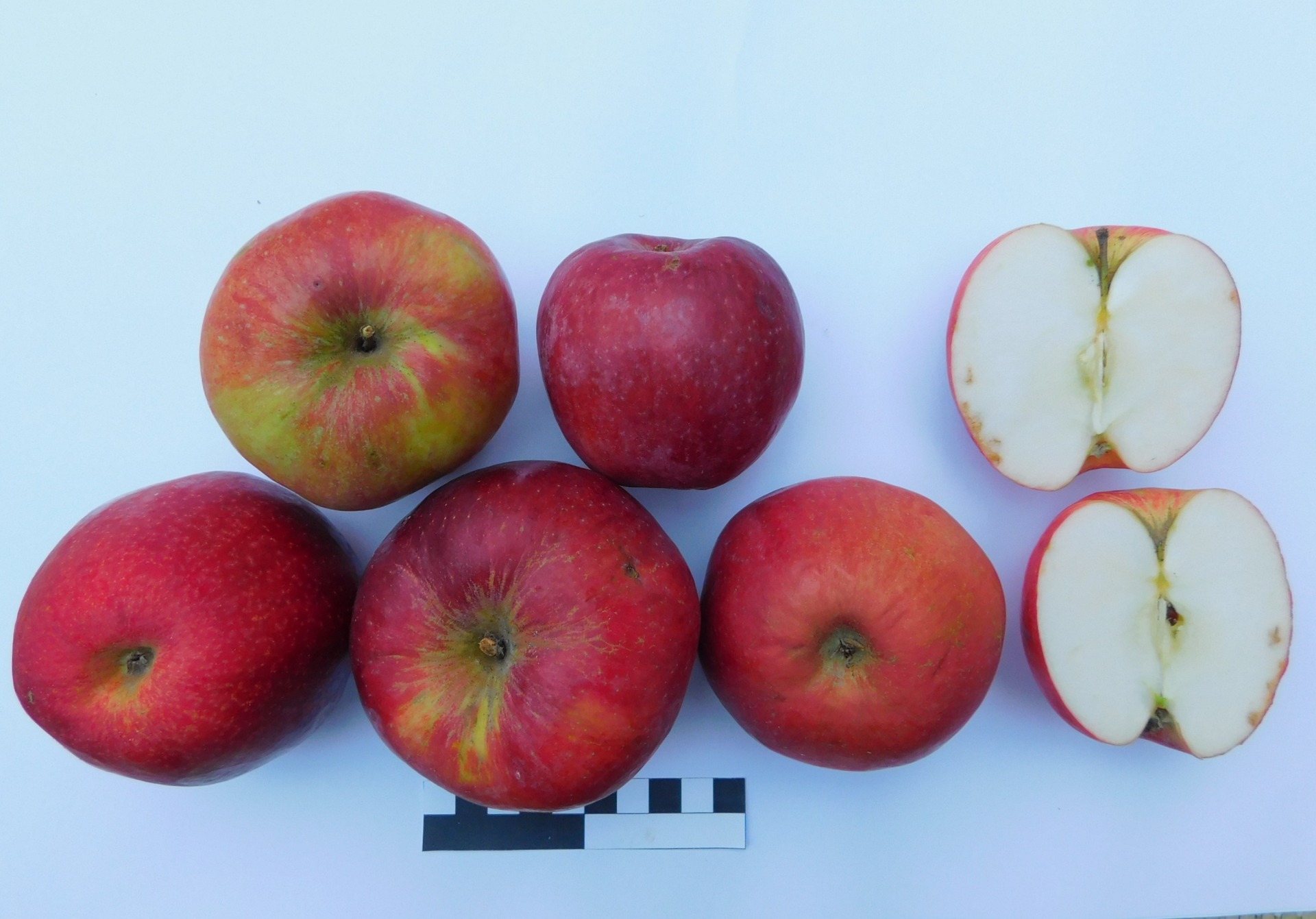 Malinové hornokrajské (JMA014)